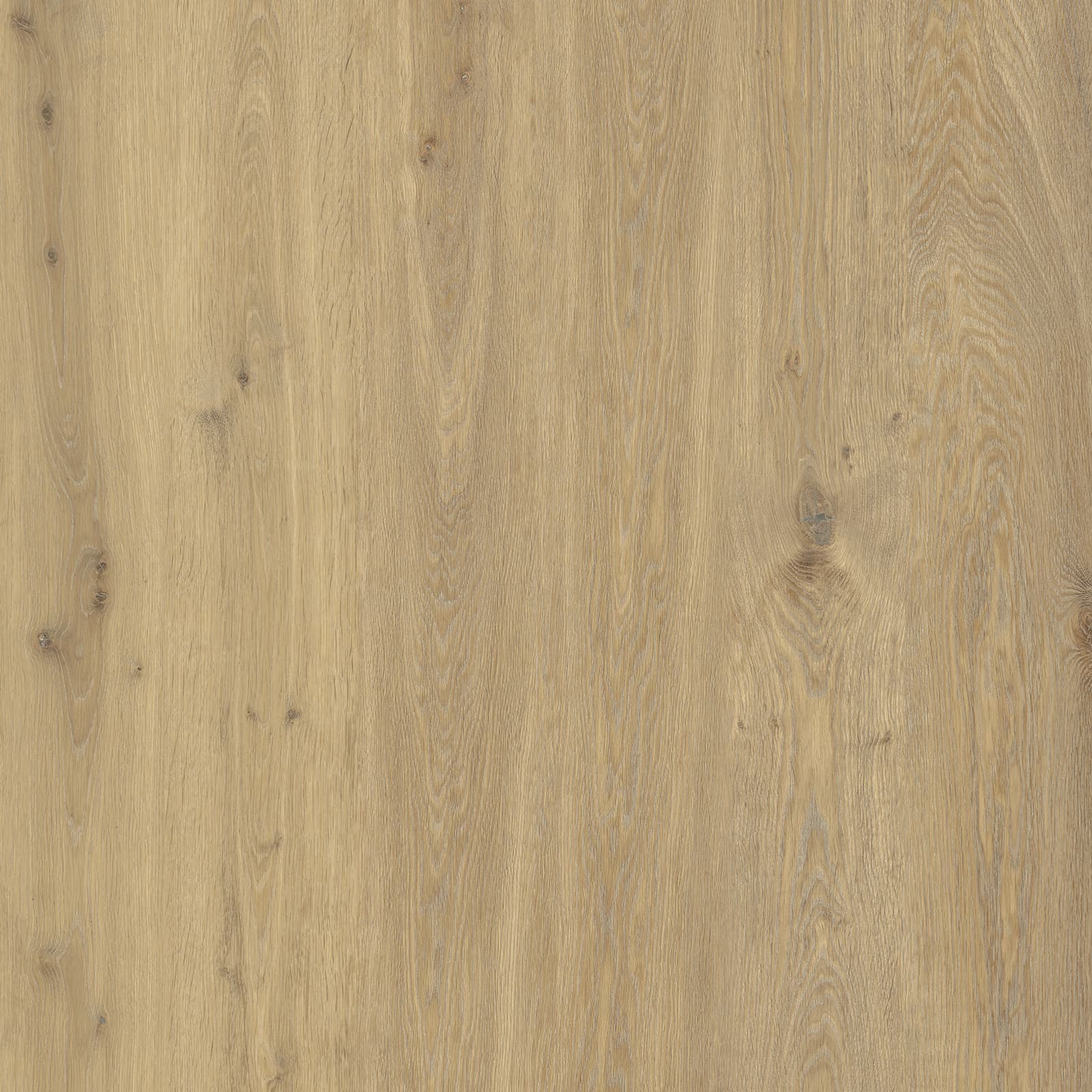 Ivory Dune Oak